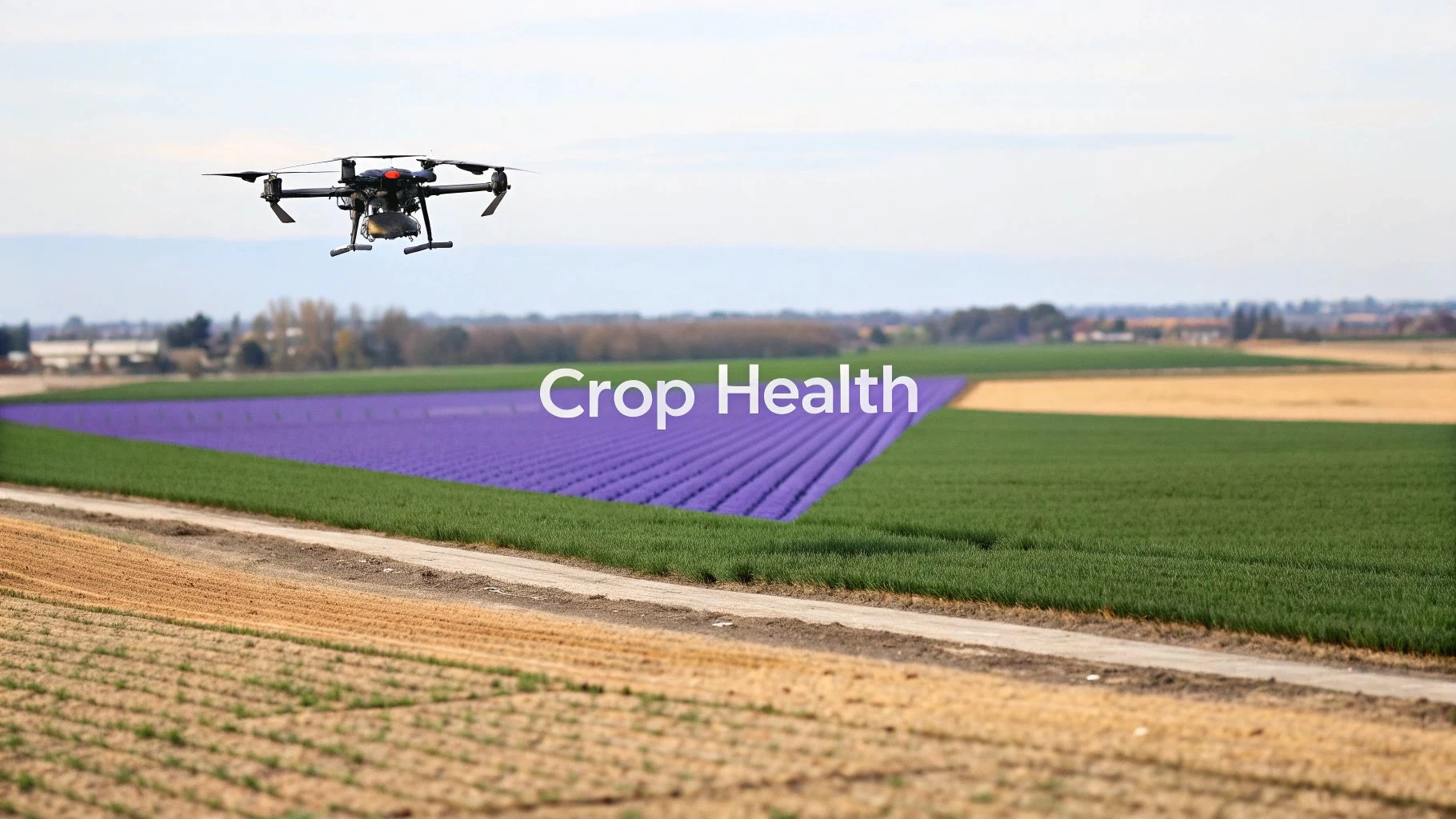 An agricultural drone hovers above vibrant purple and green fields, assisting with crop health monitoring.